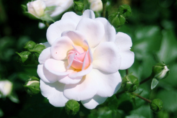 爬藤薔薇一年長(zhǎng)幾米