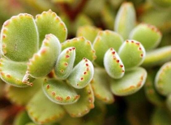 熊童子開花寓意，一片生機(jī)勃勃的綠色景象(美好寓意)