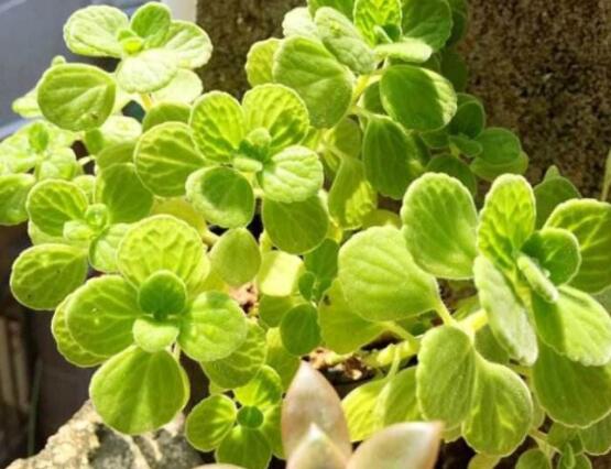 碰碰香夏天怎么養(yǎng)，做好四個要點便可安然度夏