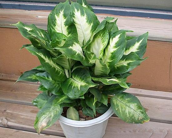 萬年青怎么繁殖，萬年青扦插方法圖解