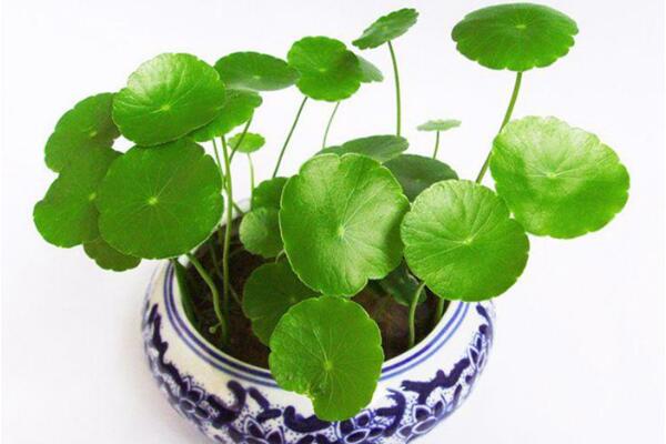 銅錢草可以放客廳嗎，可以/寓意家庭圓滿、招財(cái)進(jìn)寶