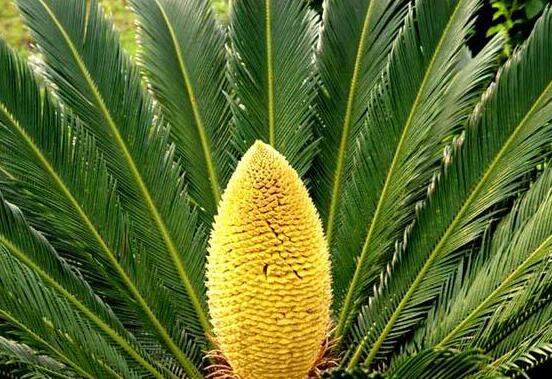 鐵樹有幾種，細(xì)數(shù)最好看的六大品種