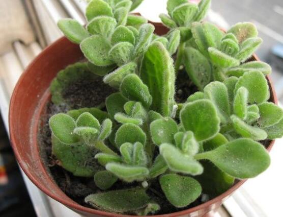 碰碰香冬天養(yǎng)殖方法，注意做好保溫保暖/減少澆水施肥