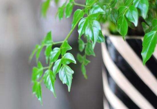 幸福樹的養(yǎng)殖方法，老農(nóng)教你八大基本養(yǎng)殖方法