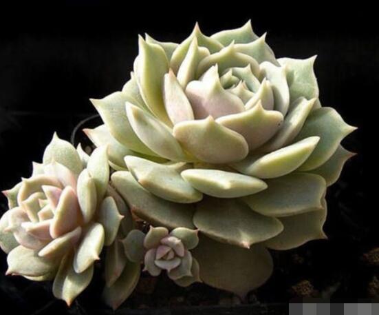 寶石花的花語是什么，代表著一種永不凋謝的愛、大富大貴