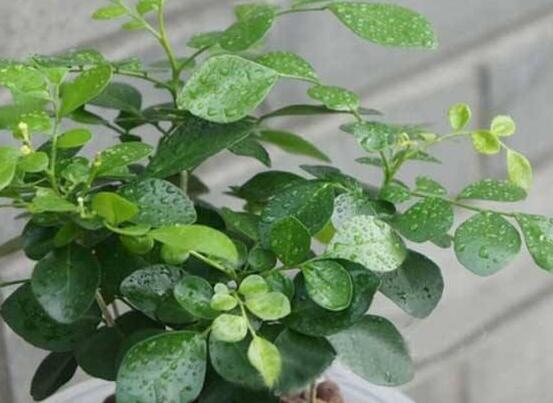 九里香剪枝后多久開花，春季修剪最佳/百天后花開爆盆