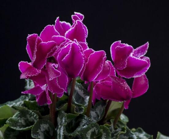 仙客來不長新葉怎么辦，多半是盆土澆水光照導致