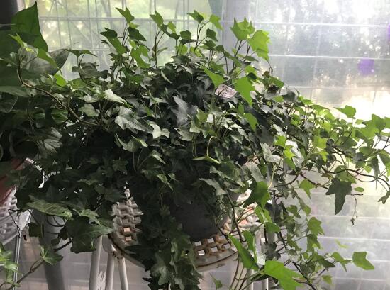 常春藤怎么養(yǎng)長得快，常春藤的養(yǎng)殖方法