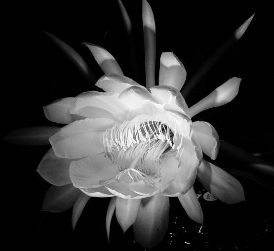 家里養(yǎng)曇花吉利嗎，好運(yùn)來(lái)臨、驚喜不斷(吉祥如意)