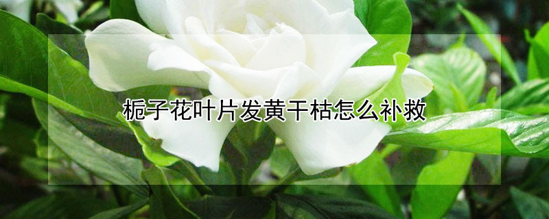 梔子花葉片發(fā)黃干枯怎么補(bǔ)救
