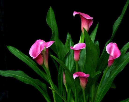 送馬蹄蓮花代表什么，不同顏色不同寓意(最深的祝福)