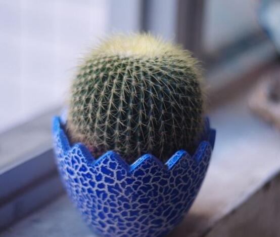 小仙人球澆水多少毫升，澆水的量一般以100-200毫升為準(zhǔn)