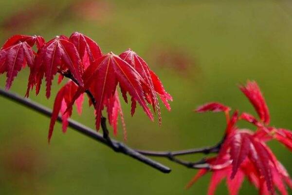 家里種紅楓有什么寓意