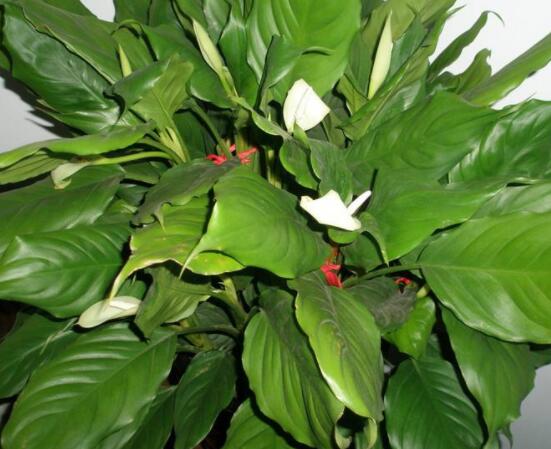 欣賞好看的萬(wàn)年青圖片，枝葉青翠、紅如珊瑚、艷似瑪瑙