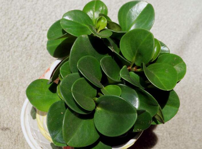 碧玉花的功效與作用，凈化空氣美化居室