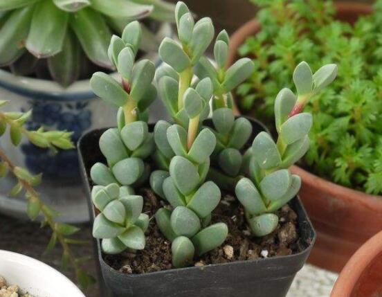 碧玉蓮葉子發(fā)黃變軟怎么辦，教你四種原因以及解決辦法