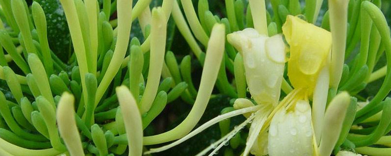 金銀花的種類有哪些