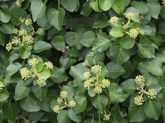 常青藤哪個(gè)品種最好，每個(gè)品種富有獨(dú)具一格(無(wú)好壞之分)