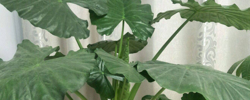 滴水觀音怎樣養(yǎng)護才能綠油油