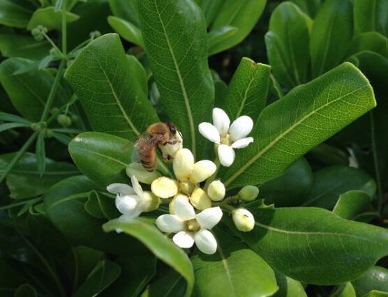 大葉萬年青有毒嗎，誤食會(huì)導(dǎo)致聲帶嘶啞、失明