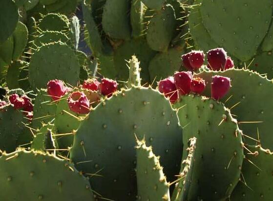 仙人掌的果實能吃嗎，食用可清熱解毒、養(yǎng)顏護(hù)膚