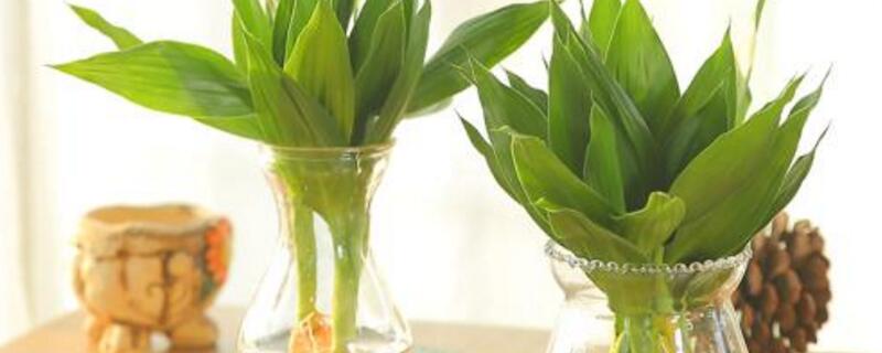 富貴竹怎么水養(yǎng)