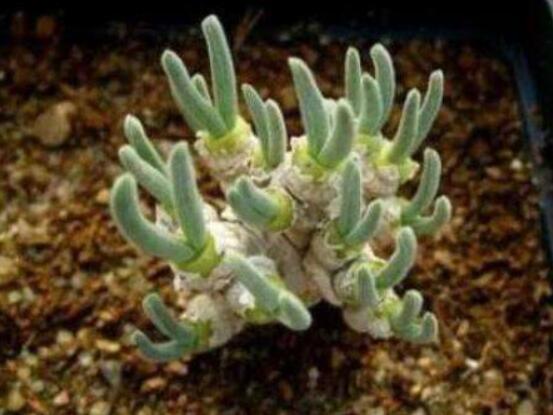 碧光環(huán)多肉怎么分栽，教你五個(gè)步驟盆盆爆滿