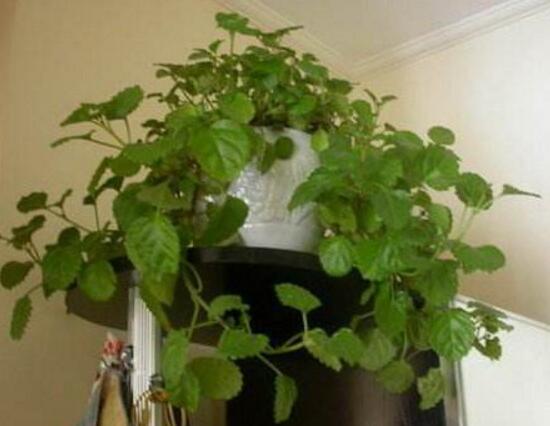 常春藤怎么繁殖，常春藤的扦插方法