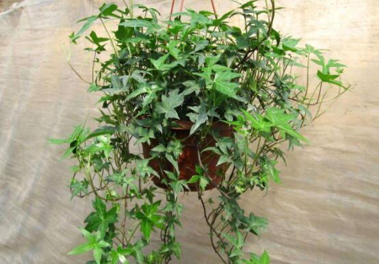 常春藤和常青藤一樣嗎，教你三種區(qū)別方法(形態(tài)/生長(zhǎng)環(huán)境/作用)