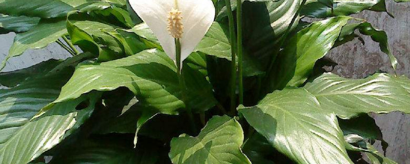 一帆風順葉子下垂怎么辦