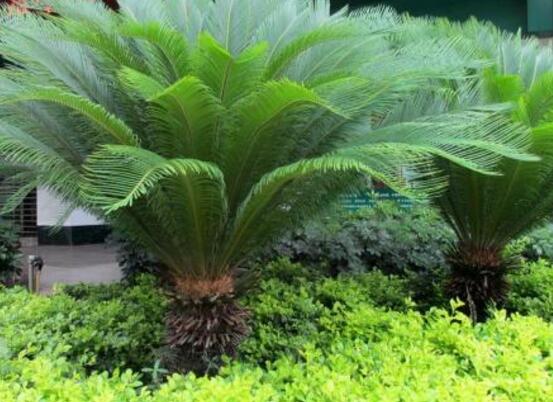 鐵樹開花的征兆，預(yù)示生活美滿、大吉大利