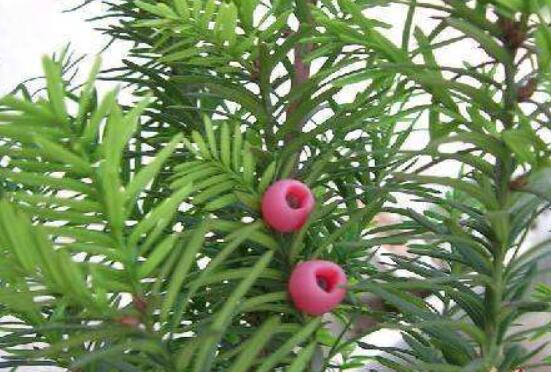 紅豆杉怎么養(yǎng)長得快，教你六種養(yǎng)殖方法生長枝繁葉茂