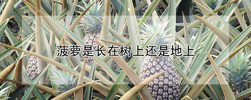 菠蘿是長(zhǎng)在樹(shù)上還是地上