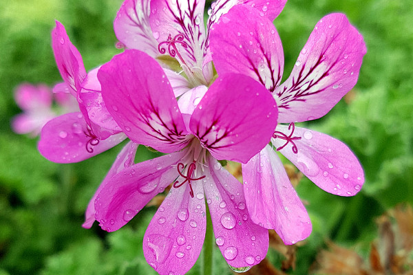 天竺葵秋冬季怎么養(yǎng)護