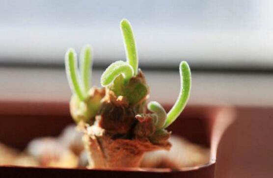 碧光環(huán)用什么樣的土，最好配制適合植物生長的透氣土壤