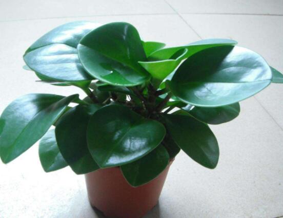 碧玉怎么養(yǎng)才能瘋長，做好這六點可生長得盆盆爆滿