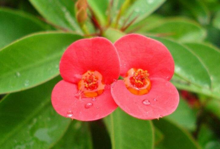 虎刺梅開(kāi)花有毒嗎，有毒/家中有小孩的最好不要栽種