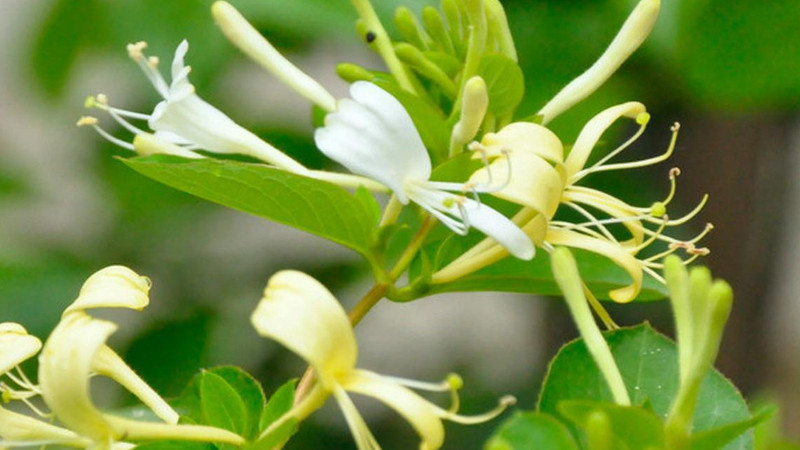 金銀花怎么樣家庭養(yǎng)法