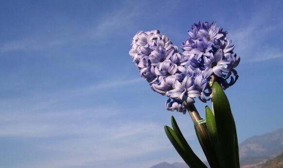 風(fēng)信子可以用水養(yǎng)嗎，可以/但是要注意及時(shí)換水和補(bǔ)充營(yíng)養(yǎng)