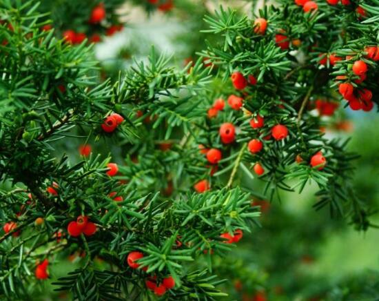 紅豆杉用什么土栽培好，疏松透氣、保水保肥