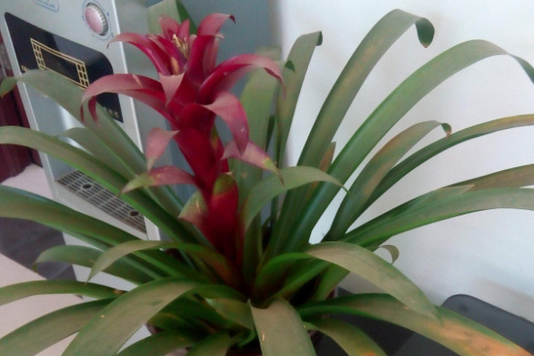 鴻運(yùn)當(dāng)頭和紅掌哪種旺財(cái)