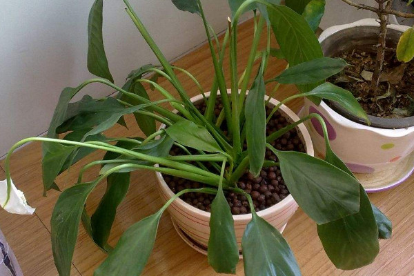 一帆風(fēng)順的葉子發(fā)黃怎么辦，調(diào)節(jié)光照和水分