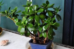 玉樹換盆注意事項(xiàng)，注意換盆時(shí)間以及根部的修剪