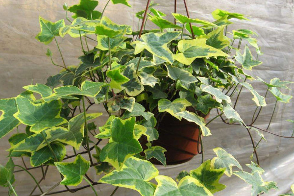 常春藤可以放臥室嗎，放臥室可凈化空氣增加綠意