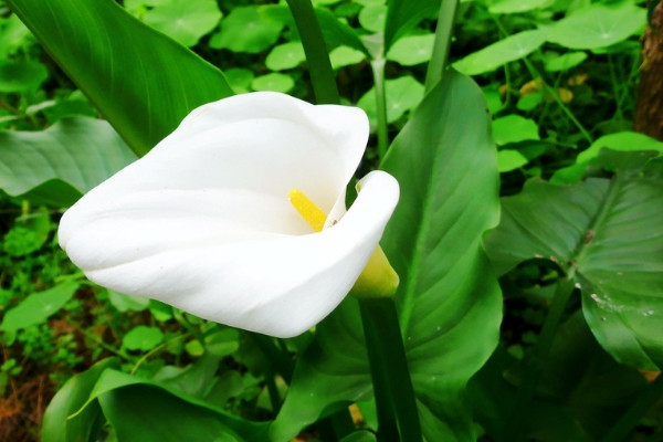 馬蹄蓮水培養(yǎng)護注意事項