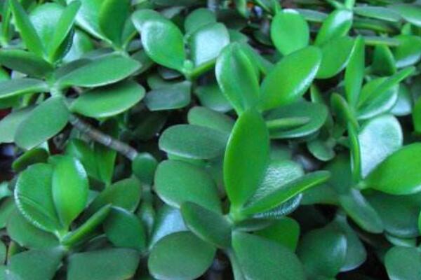 玉樹葉子發(fā)黃怎么補救