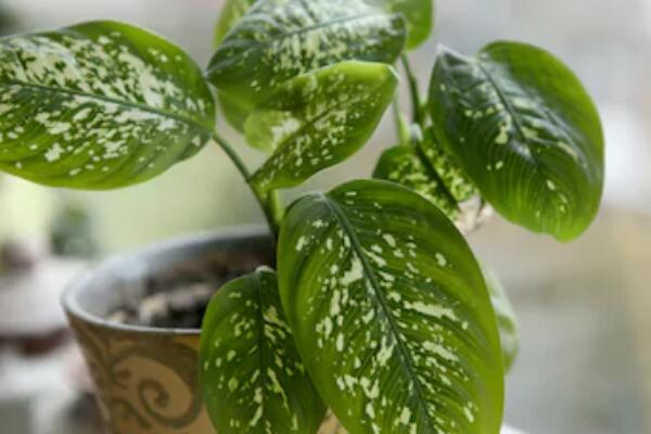 萬年青的養(yǎng)殖方法和注意事項(xiàng)：土壤適宜/溫度適中/切勿暴曬/合理澆水