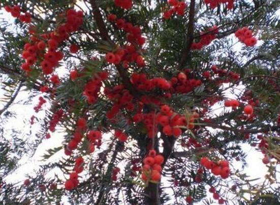 紅豆杉的藥用價(jià)值，盤點(diǎn)紅豆杉六大藥用價(jià)值