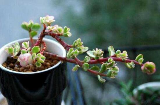 雅樂之舞怎么扦插，春季最佳/剪取生長健壯枝條