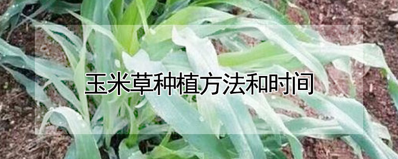 玉米草種植方法和時(shí)間